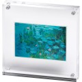 AG_Water-Lilies_box_600x600.jpg