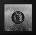 BlackandWhite-Lion piękna srebrna moneta kolekcjonerska o wadze 1oz